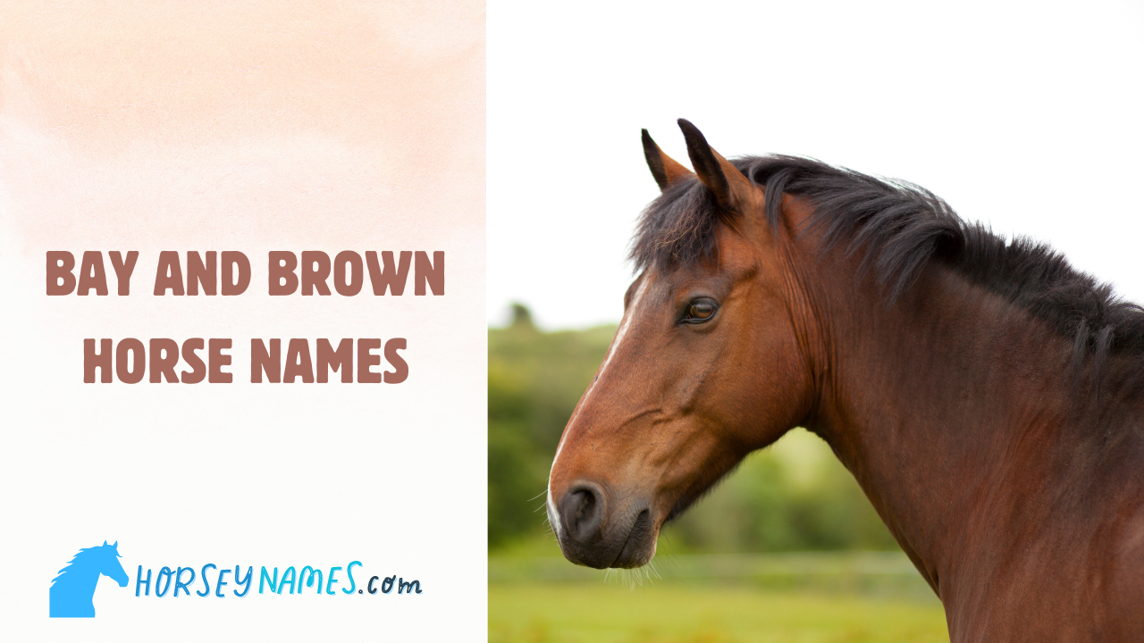 210+ Bay and Brown Horse Names with Meanings and Generator