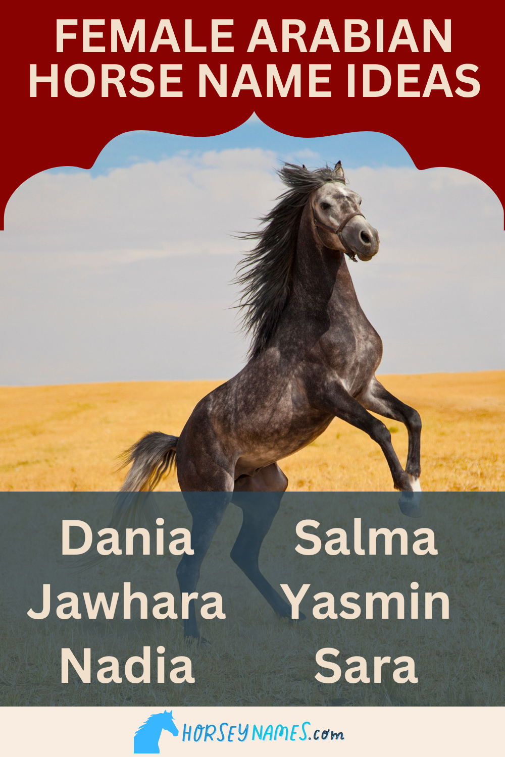 190+ Arabian Horse Names with Meanings and Generator