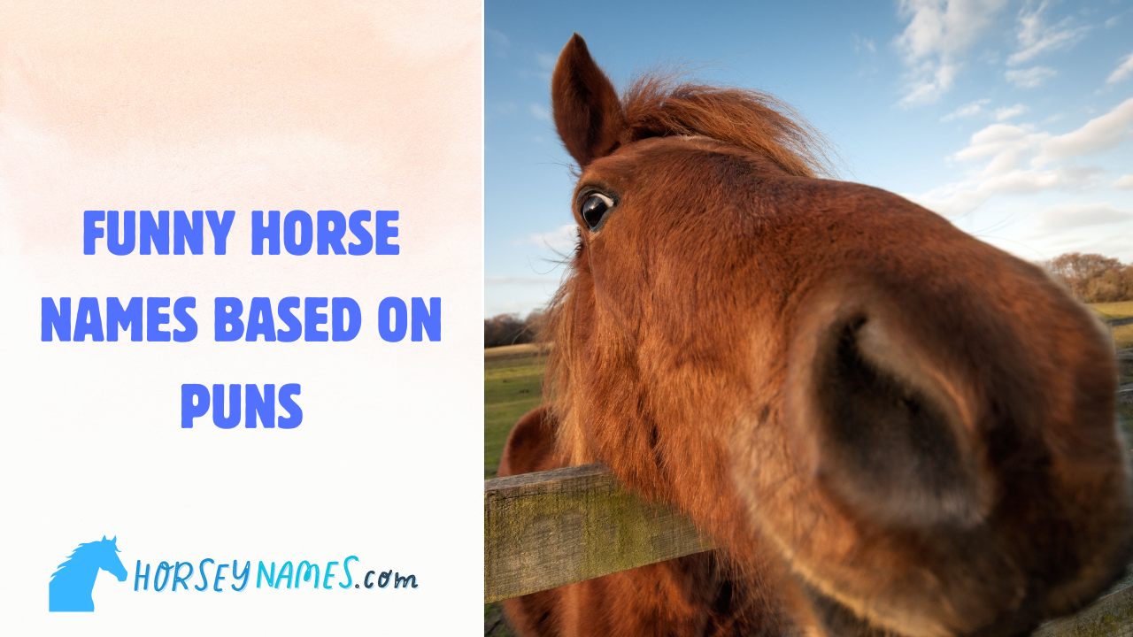 100-funny-horse-names-based-on-clever-puns-with-generator