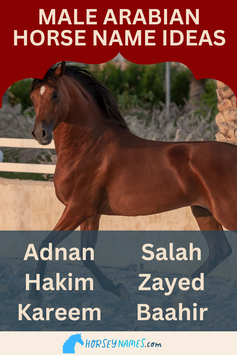 190+ Arabian Horse Names with Meanings and Generator