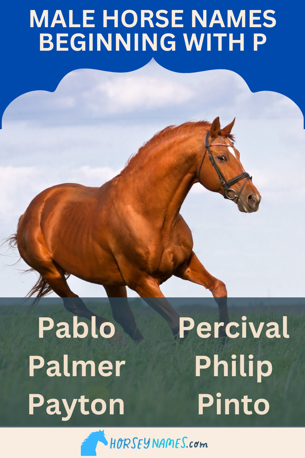 160 Horse Names Beginning With P With Meanings And Generator 160-horse-names-beginning-with-p-with-meanings-and-generator