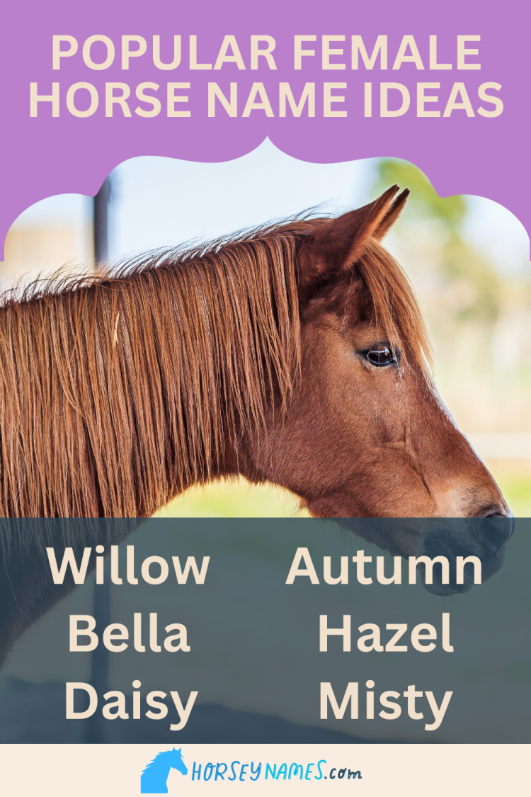 300+ Female Horse Names with Meanings and Generator