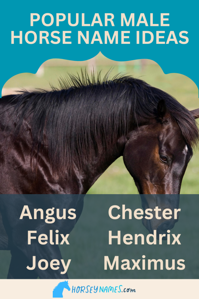 350+ Male Horse Names with Meanings and Generator