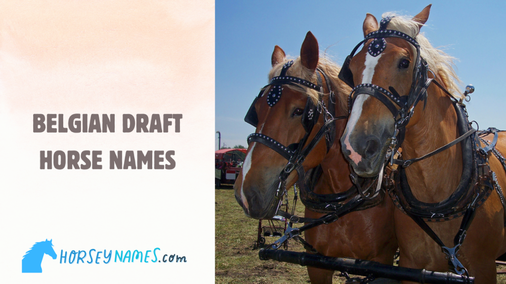 Belgian Draft Horse Names