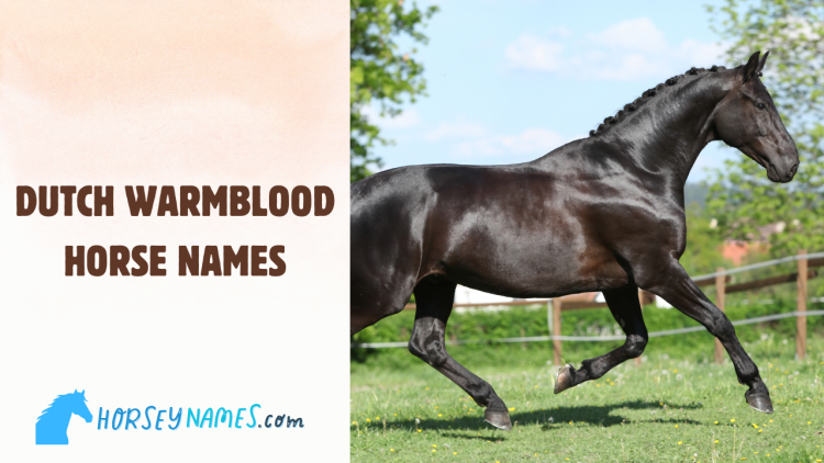 Dutch Warmblood Horse Names