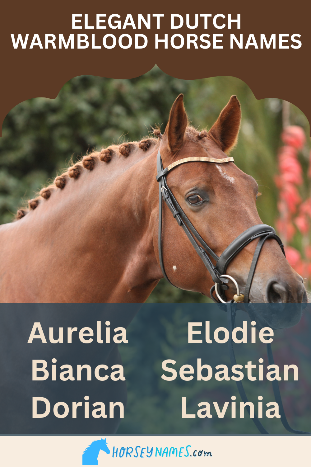 Elegant Dutch Warmblood Horse Names