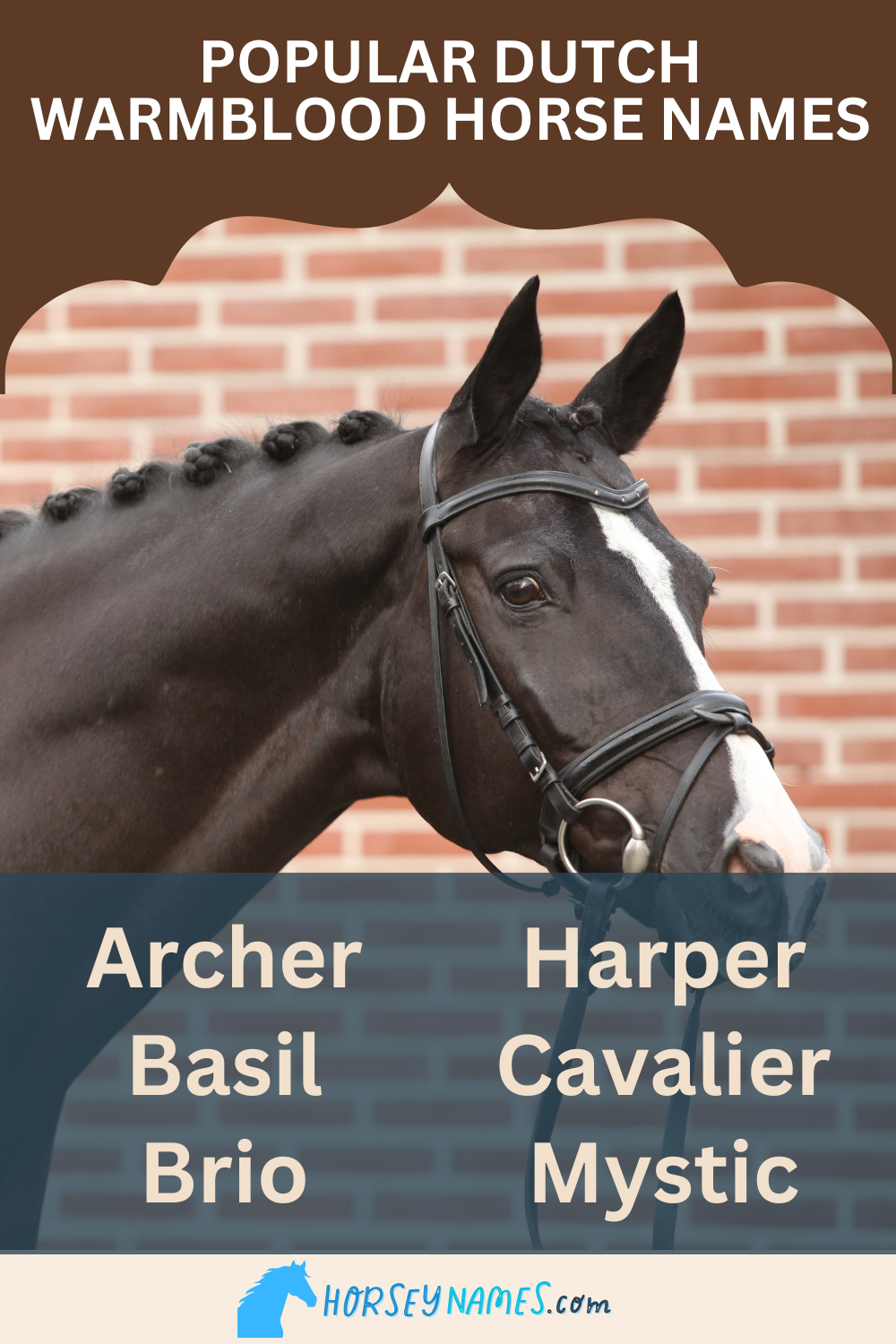 Popular Dutch Warmblood Horse Names