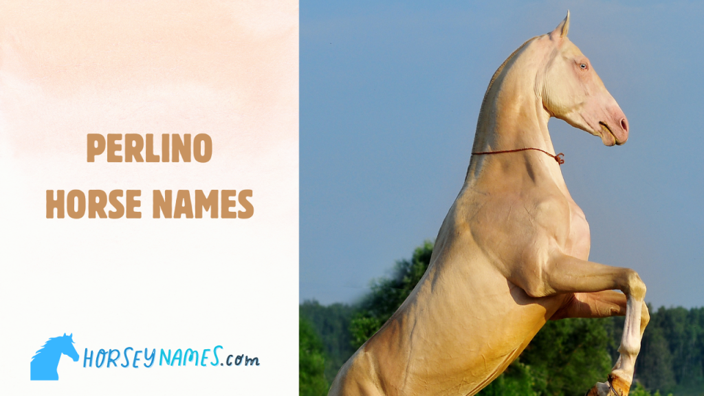 Perlino Horse Names